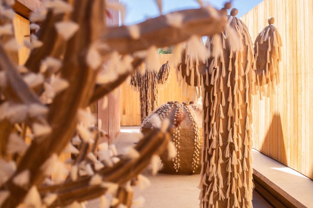 Jardín de cactáceas - Biznaga